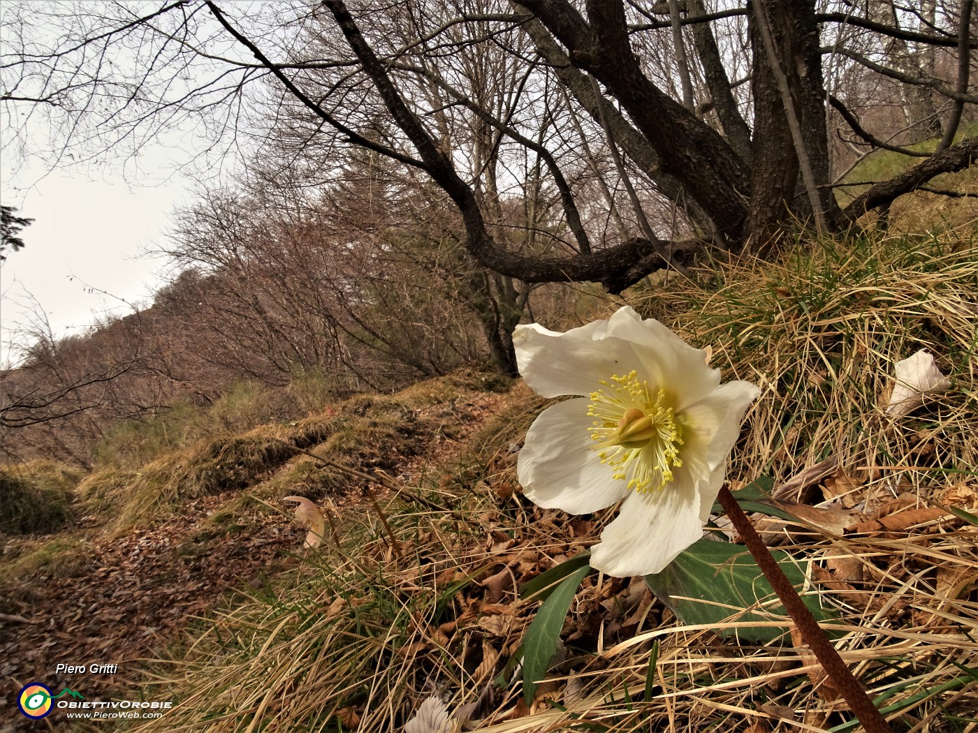 35 Ancora ellebori in fiore (Helleborus niger).JPG